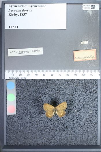 Media type: image;   Entomology 64509